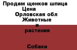 Продам щенков шпица!!! › Цена ­ 25 000 - Орловская обл. Животные и растения » Собаки   